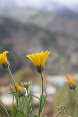 A vivid yellow flower in sharp focus with a beautifully blurred background, creating a soft bokeh effect. This image captures the elegance and simplicity of nature, ideal for themes of growth, beauty,