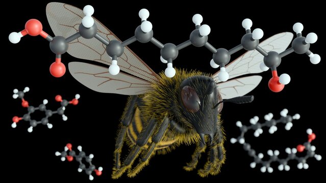 A 3d rendering of honeybee in flight alongside several molecular structures, Queen Mandibular Pheromone (QMP). The chemical communication that underpins the social life within a bee colony