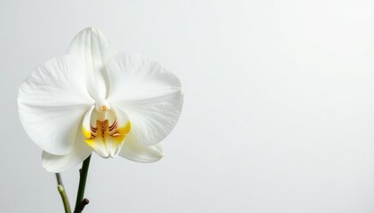 Obraz premium Delicate white orchid blossom on pure white backdrop, illustration, serene