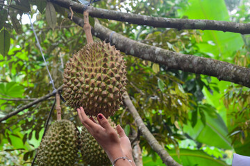 Monthong durian flower Close-up of flowering plant on tree, Indonesia