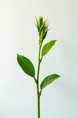 Fototapeta premium A single stem with rounded ends isolated on white background, plant, nature