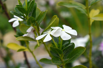 Close-up view of White madagascar periwinkle, The scientific name is Catharanthus roseus, White periwinkle flower closeup, Cape Periwinkle, Graveyard plant, Madagascar Periwinkle, Old Maid, closeup
