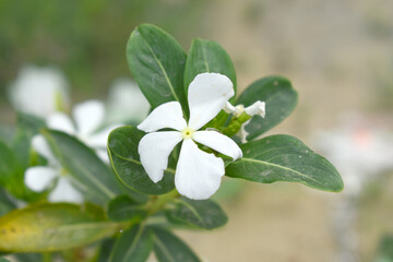 Close-up view of White madagascar periwinkle, The scientific name is Catharanthus roseus, White...