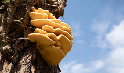 Golden-yellow shelf-like Laetiporus Sulphureus Bracket or Sulphur Polypore fungus growing on a...