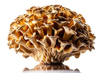 Maitake Mushroom Silhouette, Isolated White Background - Stock Photo