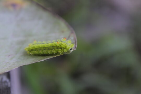 Parasa Lepida Larva

The larva of Parasa lepida, a species of slug caterpillar moth, is known for its distinctive appearance and feeding habits.
