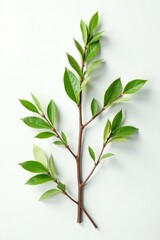 Fototapeta premium Isolated branches with leaves on a plain white surface, , clean
