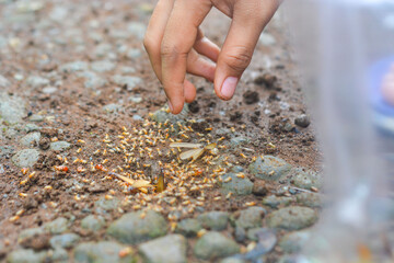Small Worker Termites,Close-up of ants