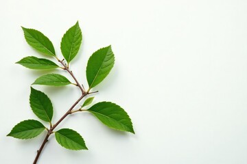 Fototapeta premium Isolated branches with leaves on a plain white surface, clean, leaves