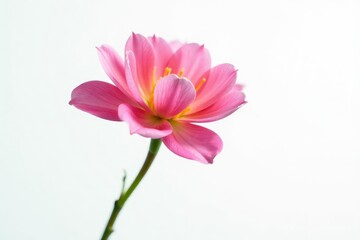 Fototapeta premium Single stem of a flower isolated against white, blossom, botanical