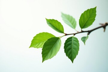 Fototapeta premium A single branch isolated on a white background with subtle gradient, branch, subtle