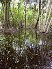Photo documentation of a quiet wooded swamp area on a spring day