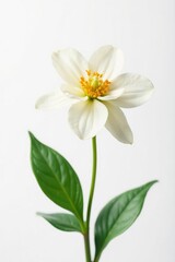 Fototapeta premium Delicate flower isolated on white background with subtle stem and leaves details, serene, nature