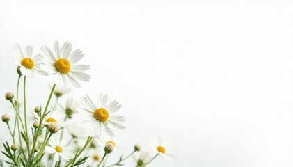 Obraz premium Delicate white wildflowers against a pure white background, delicate, still life, beauty