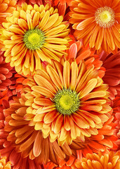 Seamless floral  background. Flowers  and  petals. Close up.