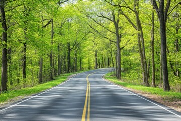 Fototapeta premium Winding road through vibrant spring forest