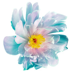 Obraz premium Peony flower on a white isolated background with clippin