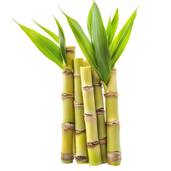 Fototapeta premium Fresh sugarcane stalks with vibrant green leaves isolated on a transparent background for culinary and nutritional uses, Sugarcane isolated on transparent background