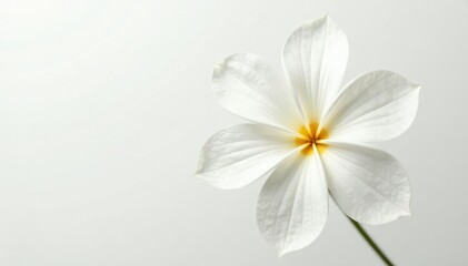Fototapeta premium Close-up of pristine white flower petals on stark white background, object, fresh