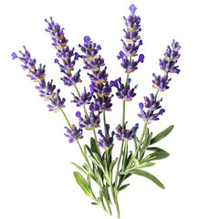 Lavender flower sprigs isolated on transparent background. 