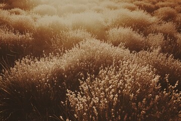 Lavender field bathed in golden sunlight (1)