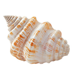 Obraz premium Conch shell, white isolate background