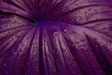 closeup nature view of purple leaves background, abstract leaf texture.