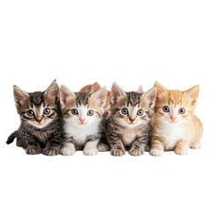Obraz premium Five adorable kittens lined up on a transparent background, showcasing their playful personalities and charming features, kittens on transparent background