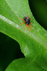 Wintergetreidemilbe, Penthaleus major Dugés