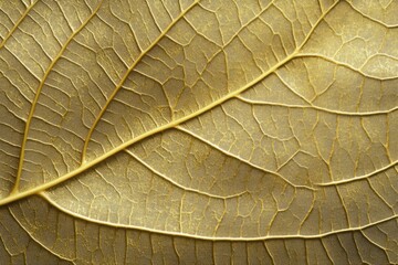 Detailed close-up of a golden leaf's intricate veins