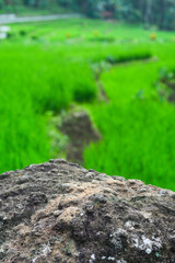 a stretch of young green rice planted in the rice fields