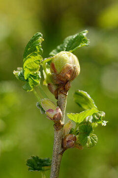 Johannisbeergallmilbe, Cecidophyopsis ribis