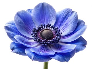 Stunning Macro Panoramic Blue Anemone Flower, White Background, Close-up, Floral Photography, Nature, Botany