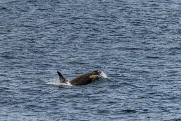 Close-up of a killer whale, Orcinus orca, swimming in the waters of the Antarctic peninsula, near...