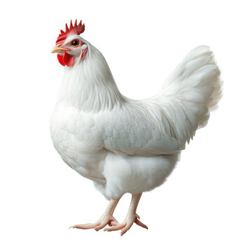 White broiler chicken isolated on transparent background 