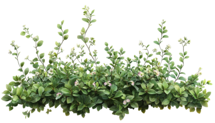 green grass isolated on white isolated on transparent background