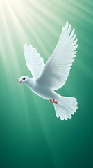 Fototapeta premium White dove flying, sun rays, peace