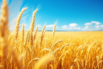 Naklejka premium Golden wheat field under a bright blue sky with fluffy white clouds.