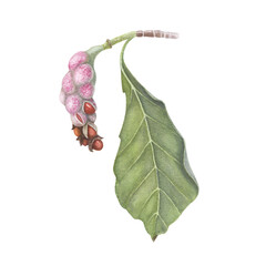 Magnolia kobus fruit berries isolated white background. Watercolor hand drawn realistic botanic sketch illustration. Art design beauty wedding invitation, greeting card easter decoration graphic.