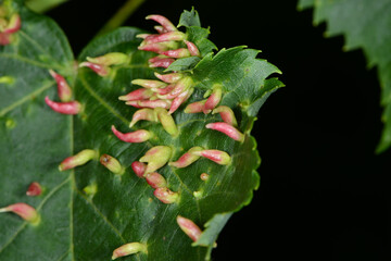 Lindengallmilbe,  Eriophyes tiliae