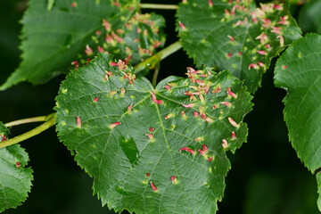 Lindengallmilbe,  Eriophyes tiliae