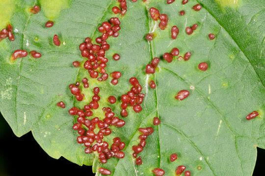 H&ouml;rnchengallmilbe,  Aceria macrorhyncha