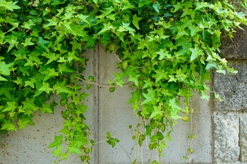 ツタが這うコンクリートの壁