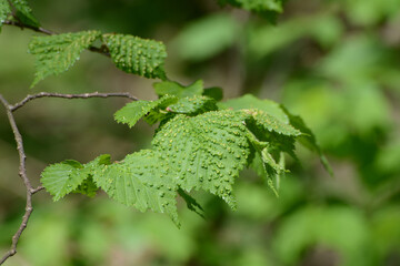 Ulmengallmilbe, Aculus ulmicola