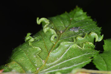 Hainbuchengallmilbe,  Eriophyes macrotrichus