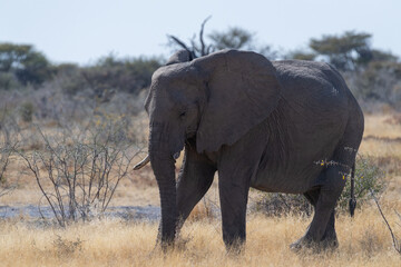 Telephoto shot of one giant African Elephant -Loxodonta Africana- grazing on the plains of Etosha National Park, Namibia.