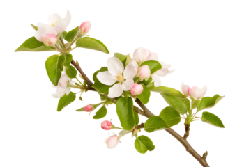 A beautiful pink cherry blossom branch with apple tree flowers blooms in spring