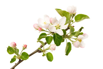The beautiful pink cherry blossom branch with a white flower petal blooming in a garden