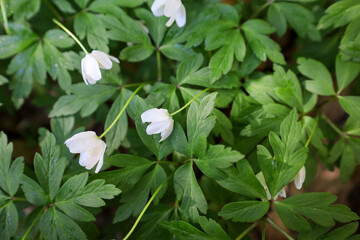 Tender white anemone flowers have blossomed among the lush green leaves, creating a spring mood in the forest silence. Lightness and purity of the first spring flowers.