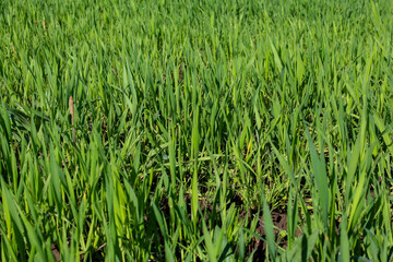 Fototapeta premium Even green field of young wheat stretches to the horizon under bright sunlight. Lush greenery ears, symbolizing the beginning of a new harvest and the vastness of Ukrainian lands.